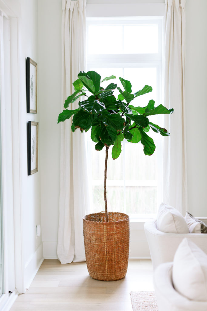 corner of a fresh and updated living room with a large window, white drapery, and a green leafy fiddle leaf fig tree in a basket